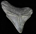 Juvenile Megalodon Tooth #62127-1